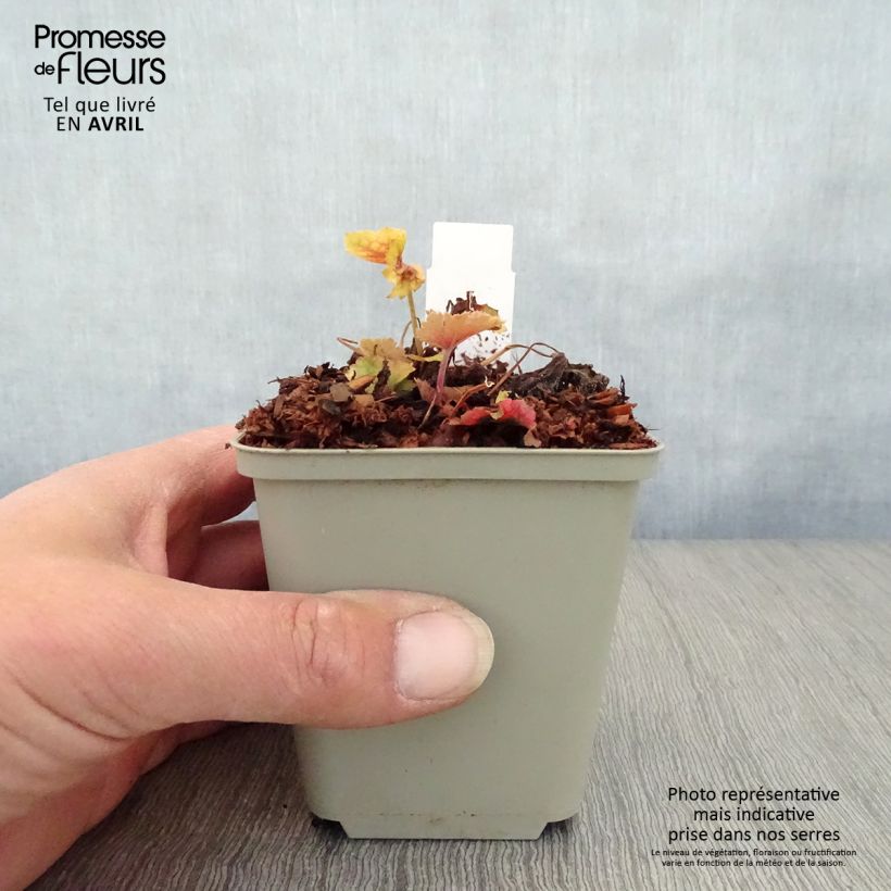 Exemplar von Heuchera Happy Flames - Purpurglöckchen Kleine Töpfe von 8/9 cm wie im Frühjahr geliefert