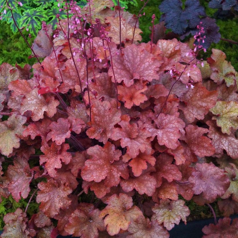 Heuchera Indian Summer Cranberry - Purpurglöckchen (Foliage)