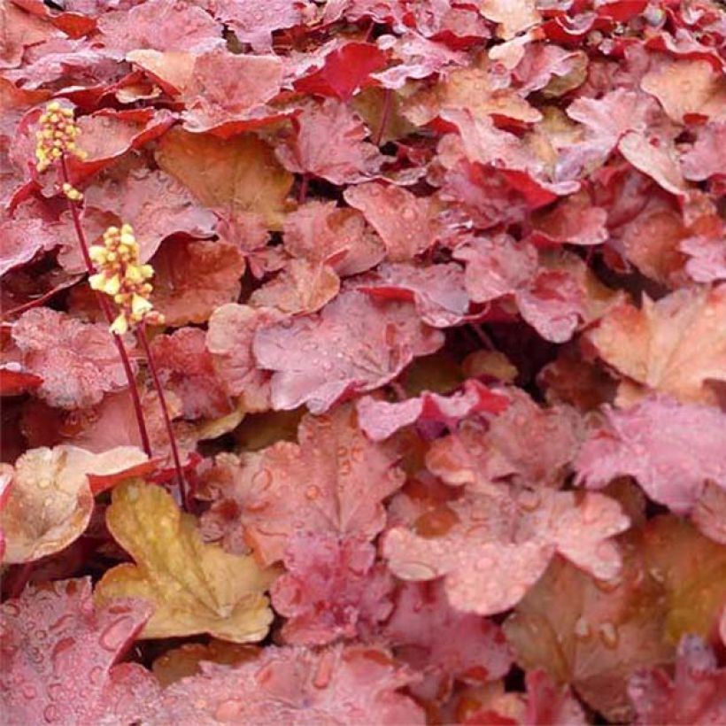 Heuchera Little Cutie Blondie - Purpurglöckchen (Foliage)