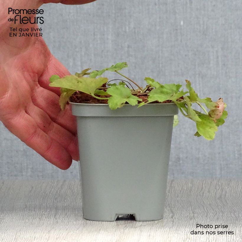 Exemplar von Heuchera Little Cuties Sweet Tart - Purpurglöckchen Kleine Töpfe von 8/9 cm wie im Winter geliefert