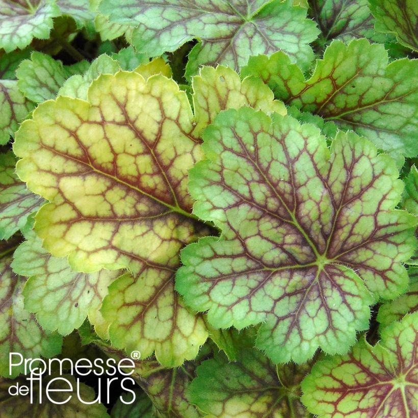 Heuchera Van Gogh - Purpurglöckchen (Foliage)