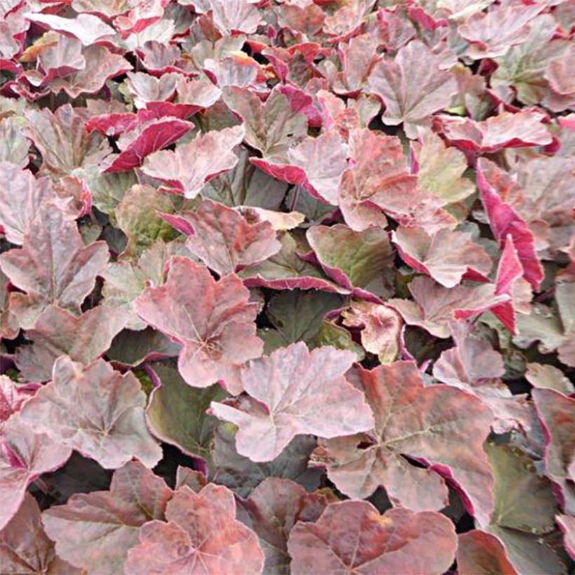 Heuchera villosa Magnum - Purpurglöckchen (Foliage)