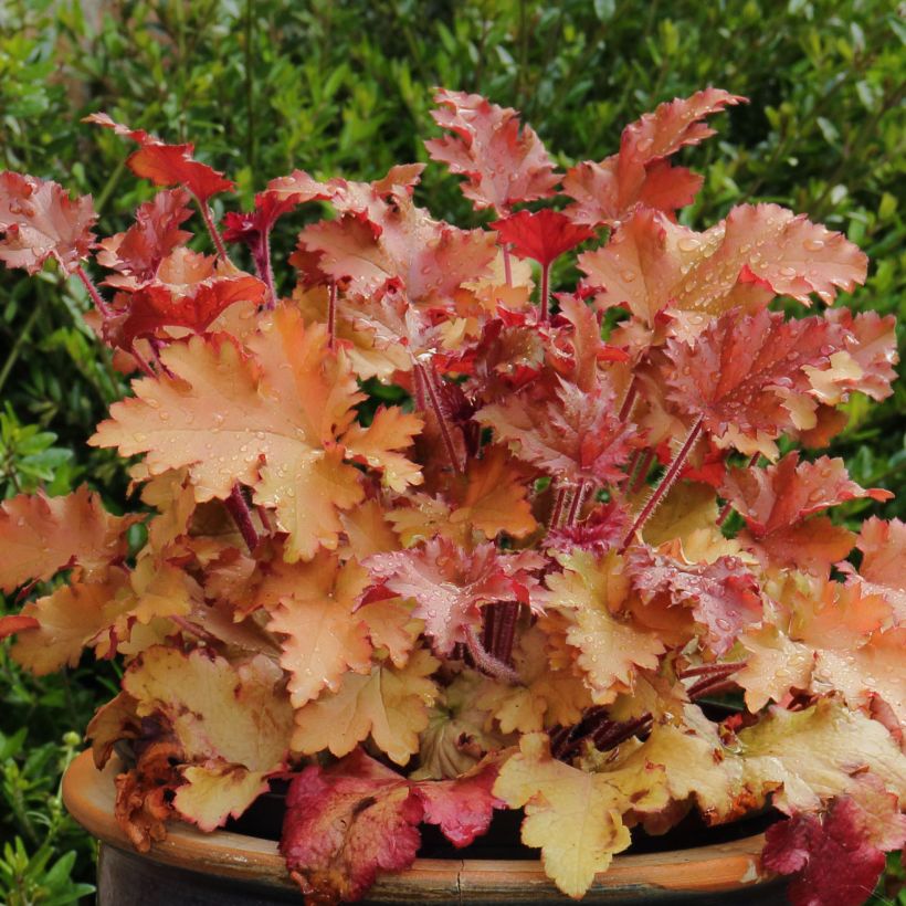 Heuchera Marmelade - Purpurglöckchen (Plant habit)