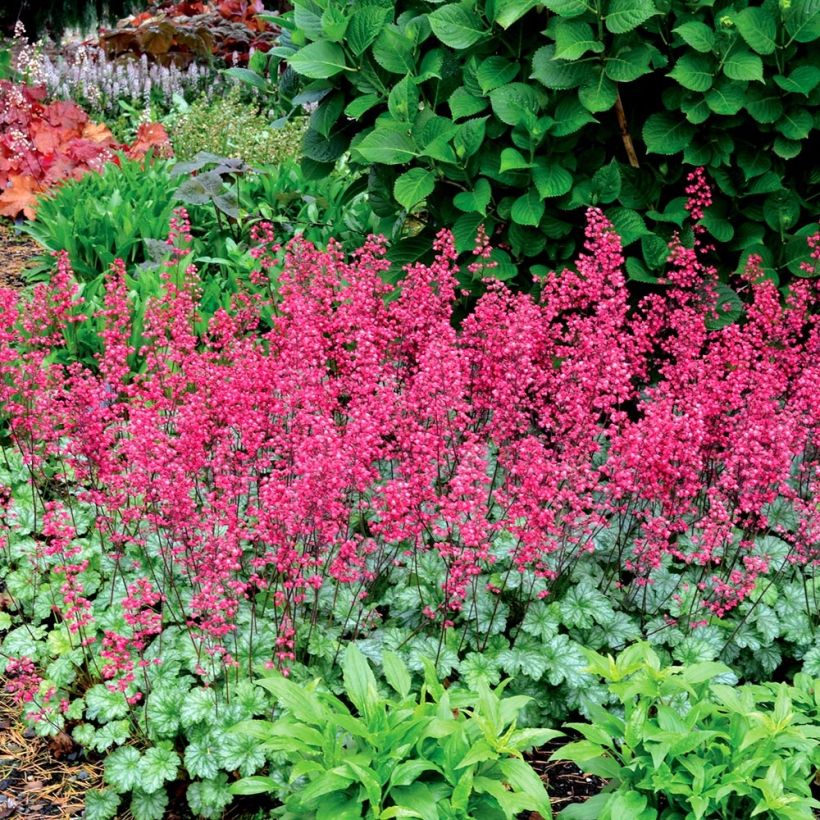 Heuchera Paris - Purpurglöckchen (Plant habit)