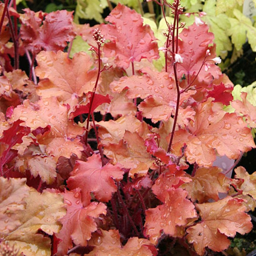 Heuchera Peach Crisp - Purpurglöckchen (Foliage)