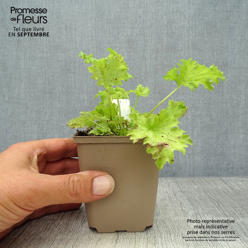 Exemplar von Heuchera Pear Crisp - Purpurglöckchen Kleine Töpfe von 8/9 cm wie im Herbst geliefert