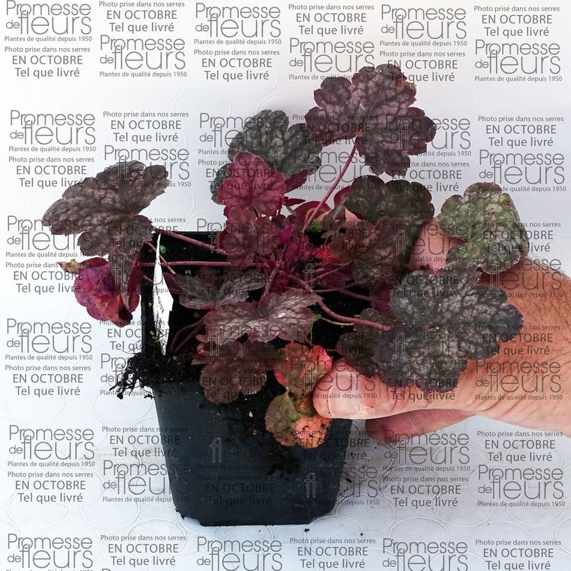 Example of Heuchera Pewter Moon - Purpurglöckchen Box as you get