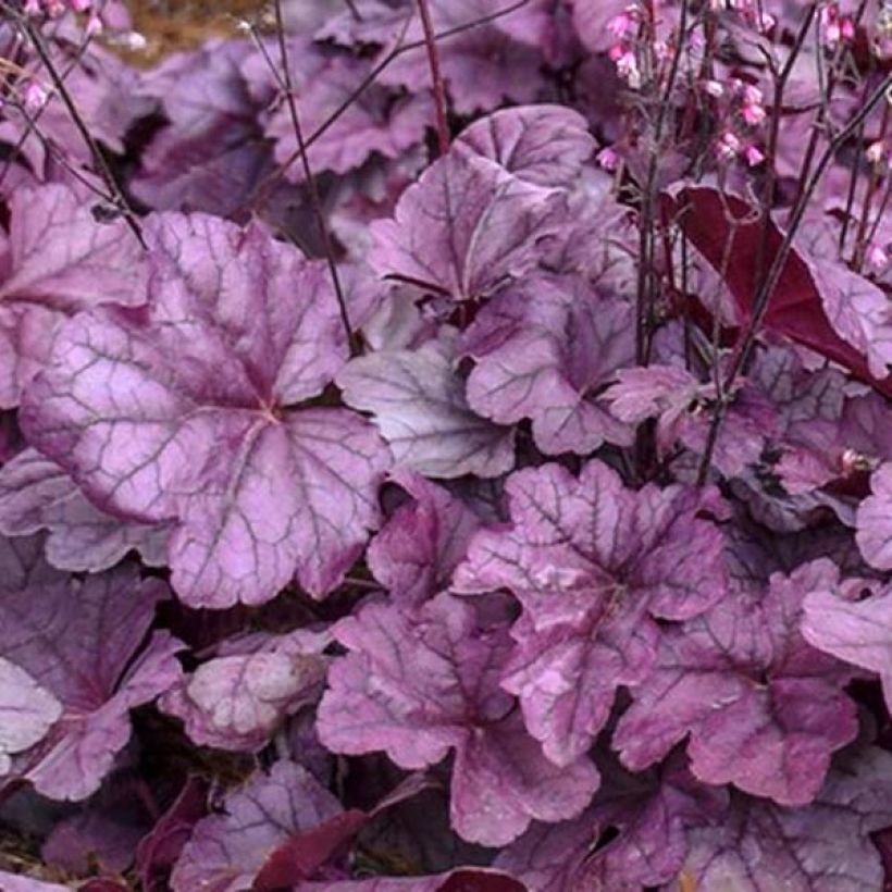 Heuchera Pink Panther - Purpurglöckchen (Foliage)