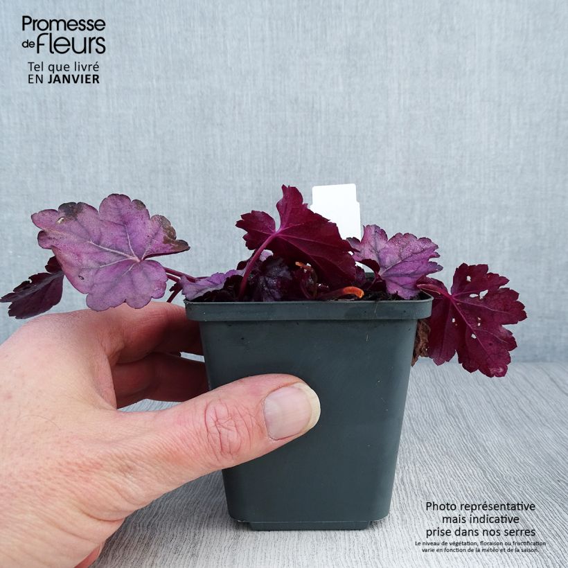 Exemplar von Heuchera Pink Panther - Purpurglöckchen Kleine Töpfe von 8/9 cm wie im Winter geliefert