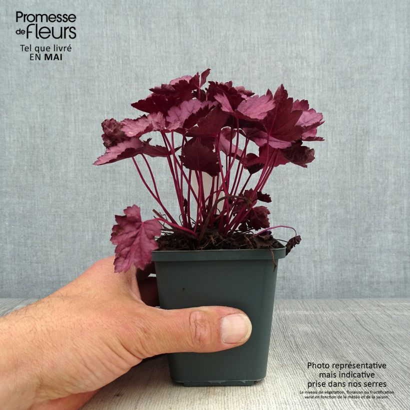 Exemplar von Heuchera Pink Panther - Purpurglöckchen Kleine Töpfe von 8/9 cm wie im Frühjahr geliefert