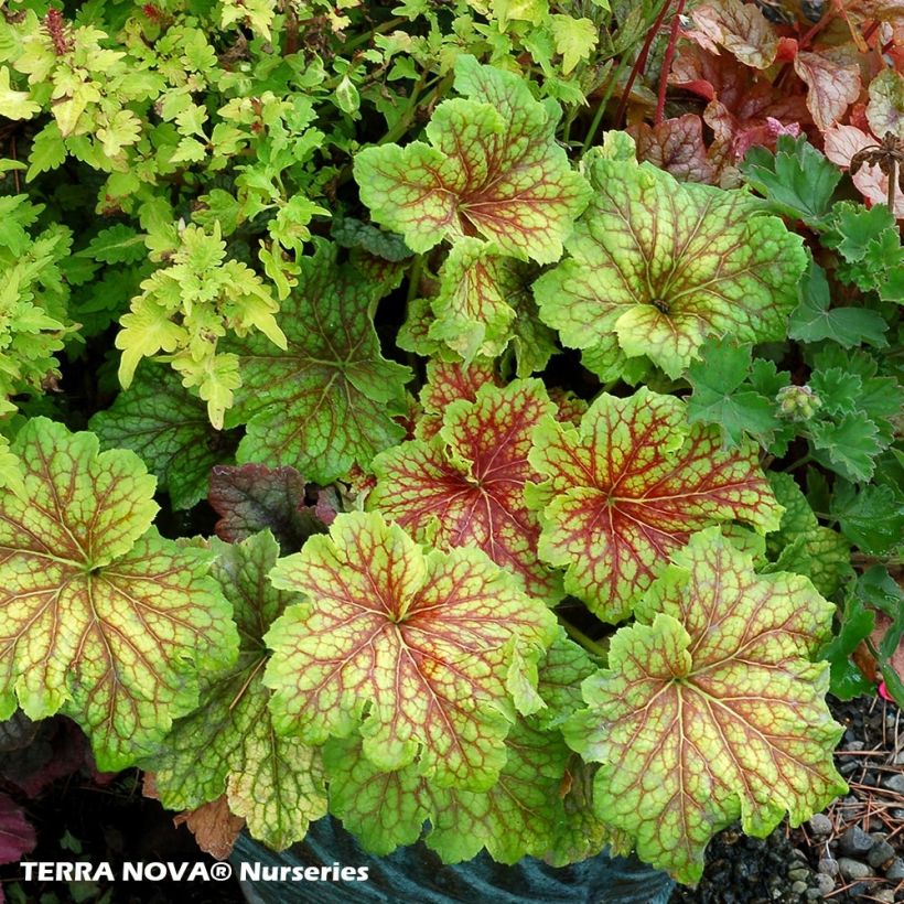 Heuchera Red Lightning - Purpurglöckchen (Plant habit)