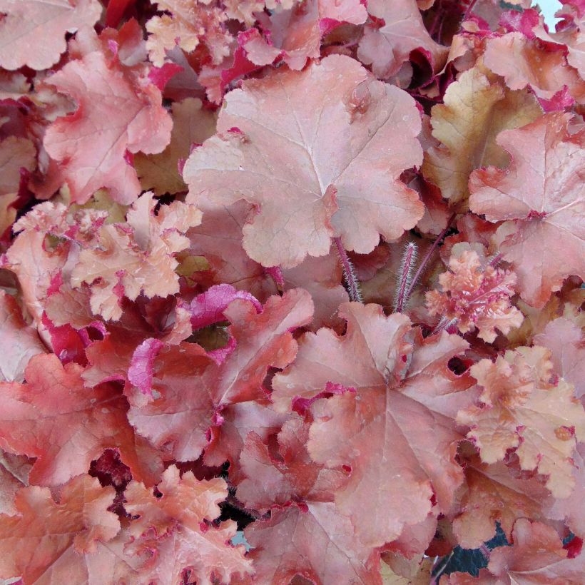 Heuchera Red Sea - Purpurglöckchen (Foliage)