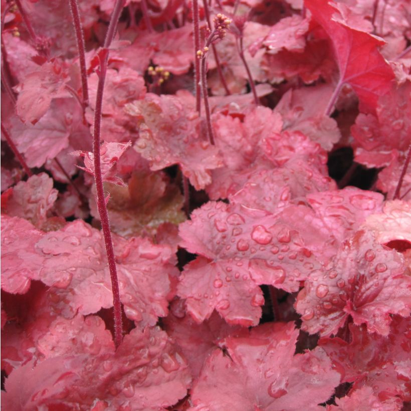 Heuchera Root Beer - Purpurglöckchen (Foliage)