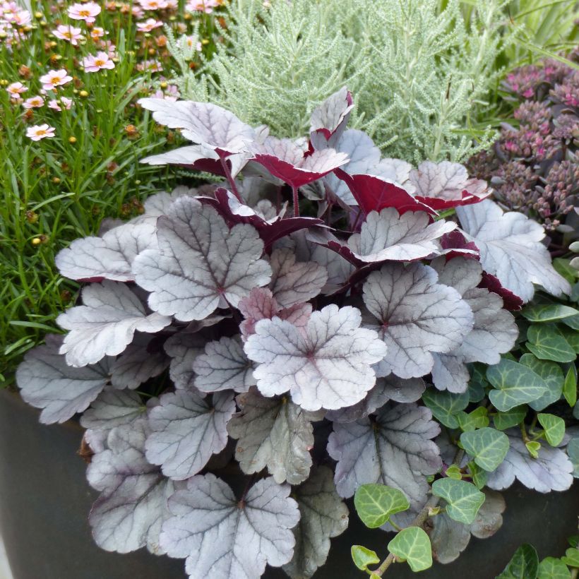 Heuchera Silver Gumdrop - Purpurglöckchen (Plant habit)