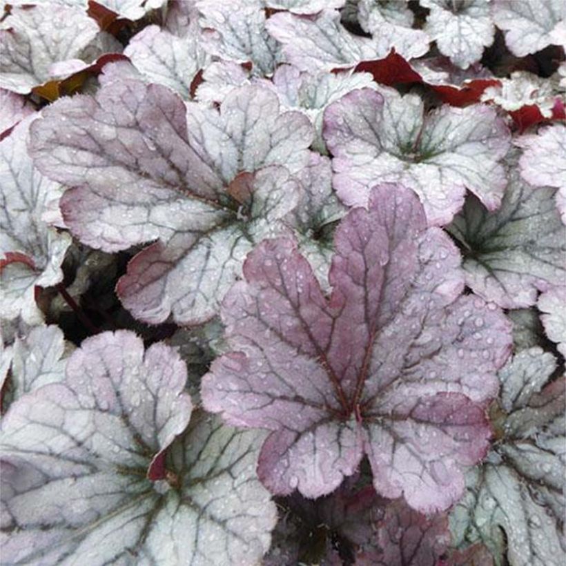 Heuchera Sloeberry - Purpurglöckchen (Foliage)