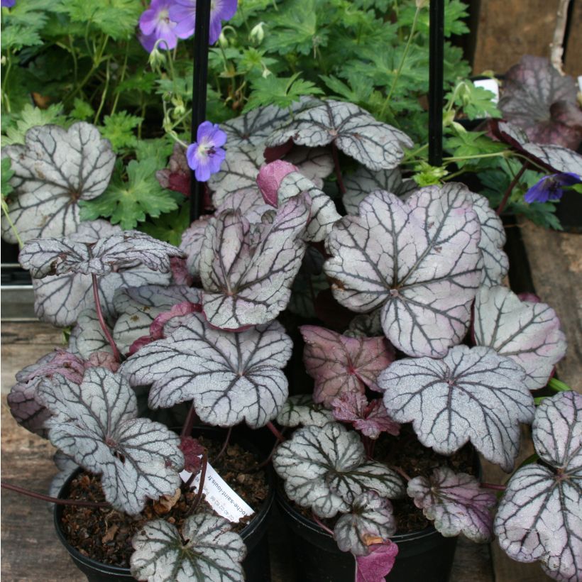 Heuchera Sugar Plum - Purpurglöckchen (Plant habit)