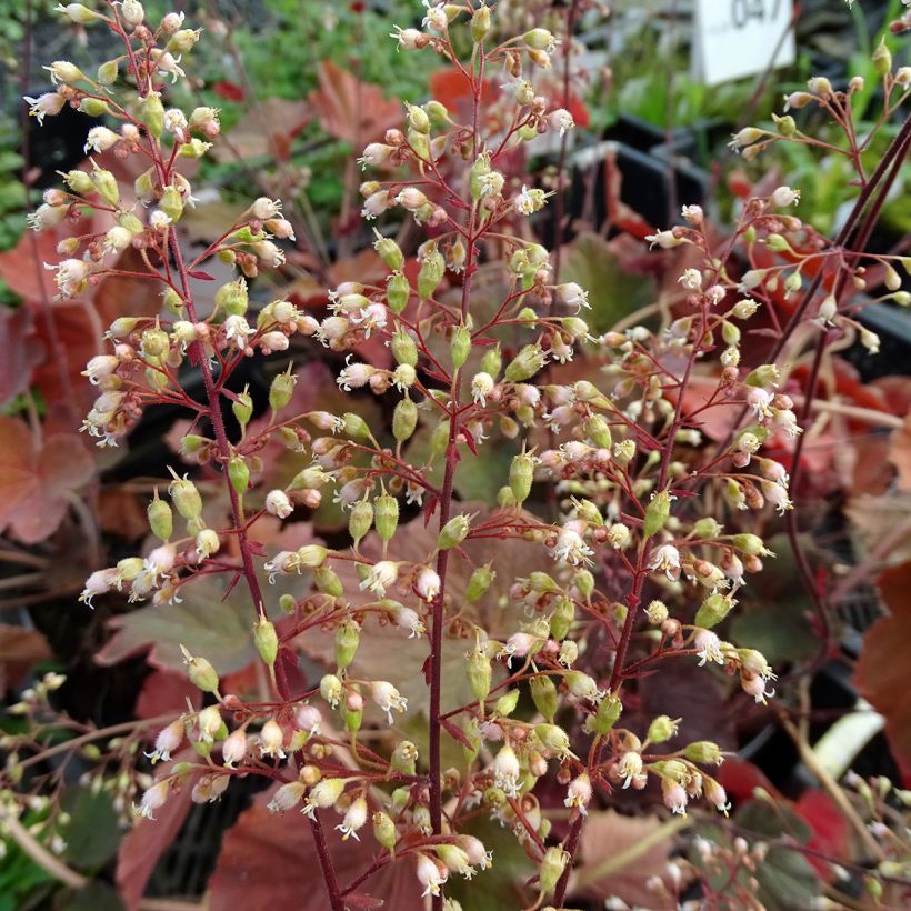 Heuchera XXL - Purpurglöckchen (Flowering)