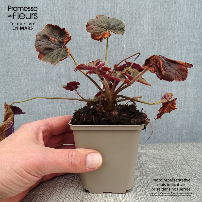 Exemplar von Heuchera XXL - Purpurglöckchen Kleine Töpfe von 8/9 cm wie im Winter geliefert