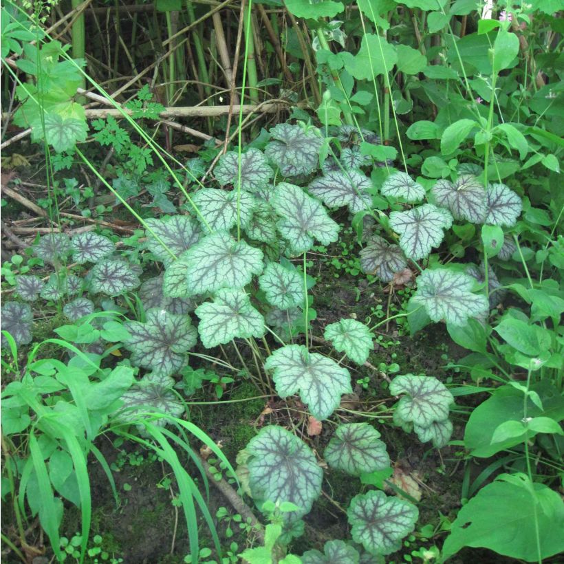 Heuchera americana Dale s Strain - Purpurglöckchen (Plant habit)