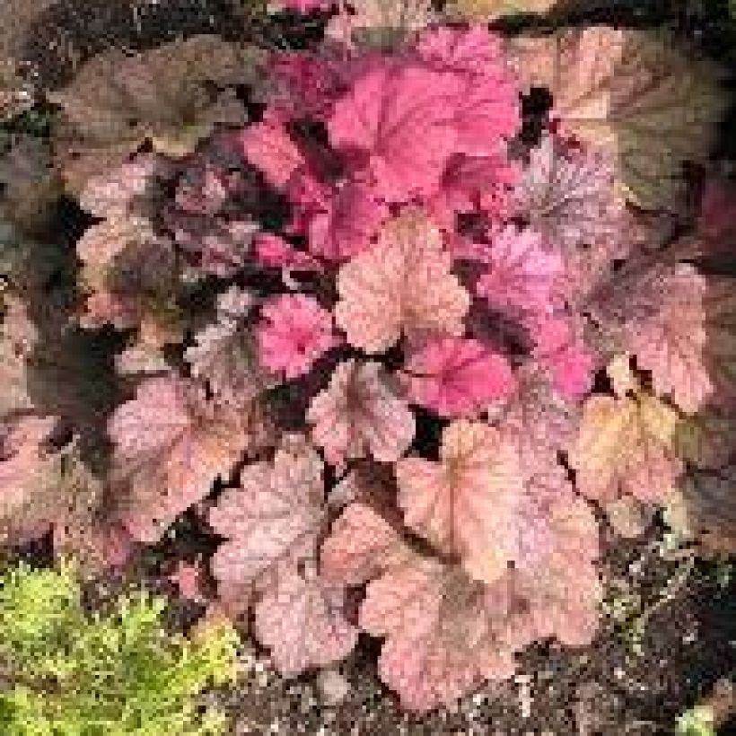 Heuchera Berry Smoothie - Purpurglöckchen (Plant habit)