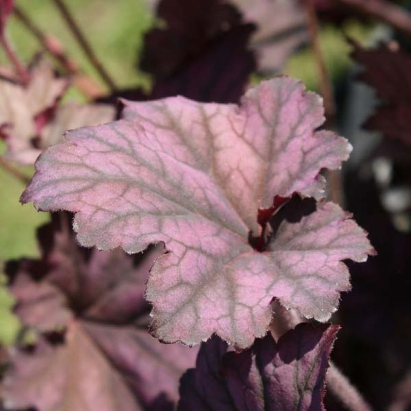 Heuchera Plum Pudding - Purpurglöckchen (Plant habit)