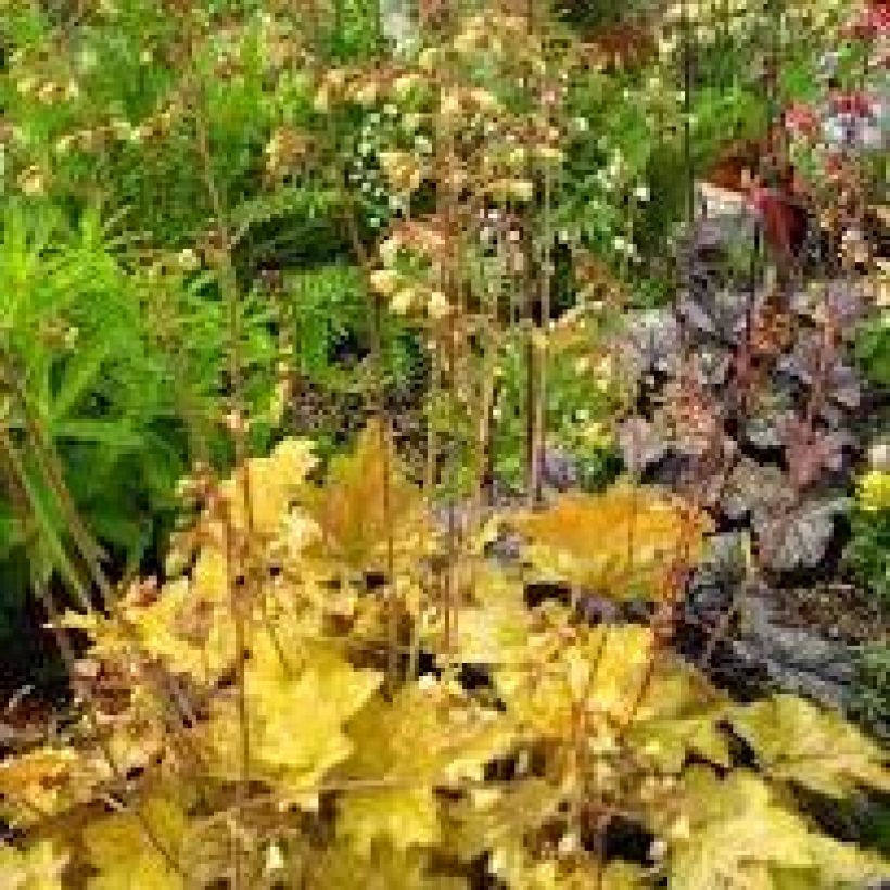 Heuchera Ginger Ale - Purpurglöckchen (Plant habit)