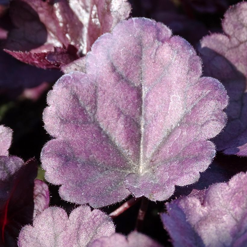 Heuchera Dolce Wildberry - Purpurglöckchen (Foliage)