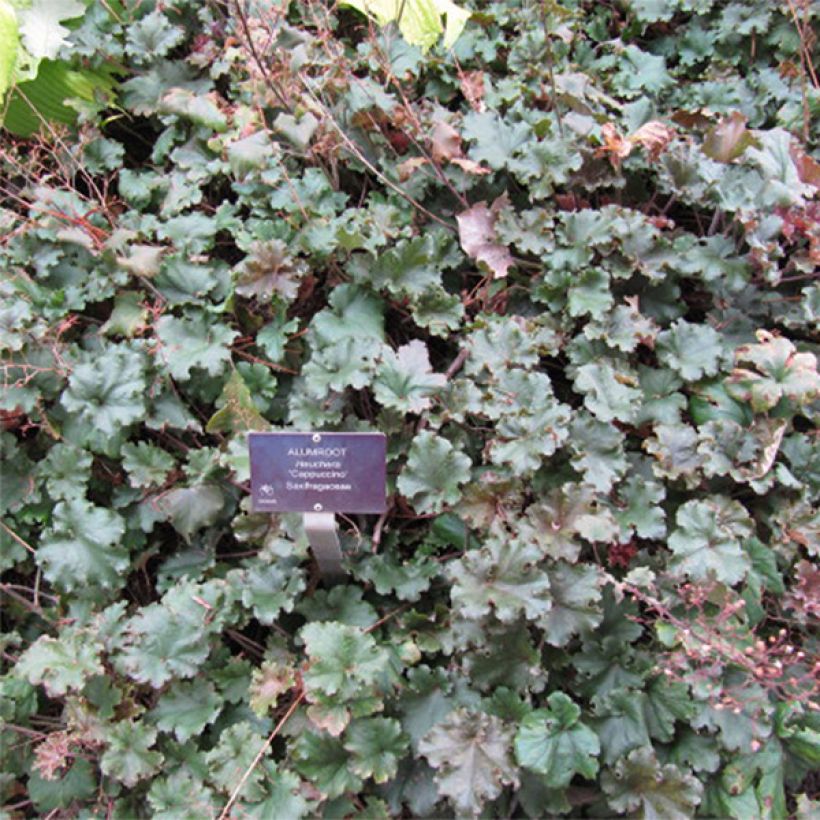 Heuchera micrantha Cappuccino - Purpurglöckchen (Flowering)