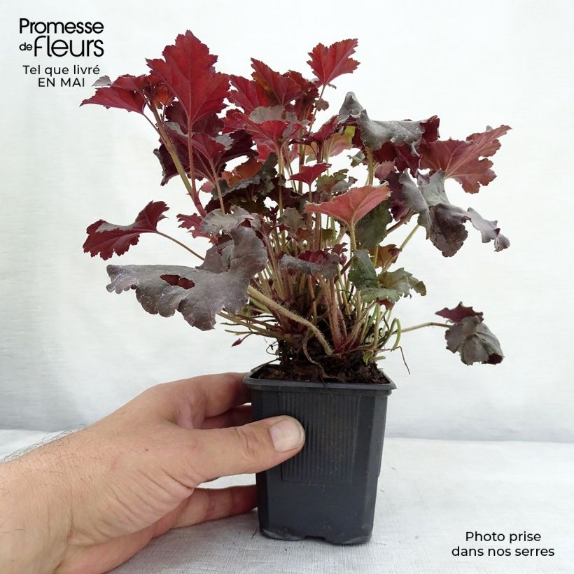 Exemplar von Heuchera micrantha Cappuccino - Purpurglöckchen Kleine Töpfe von 8/9 cm wie im Frühjahr geliefert