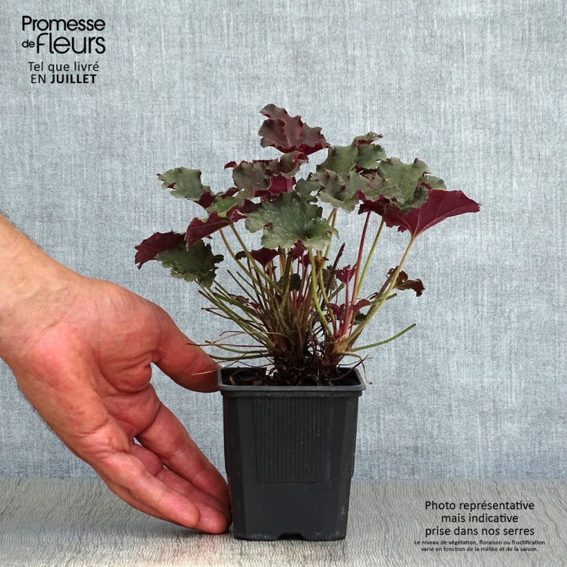 Exemplar von Heuchera micrantha Cappuccino - Purpurglöckchen Kleine Töpfe von 8/9 cm wie im Sommer geliefert