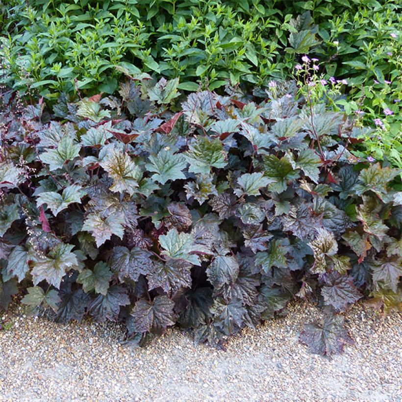 Heuchera micrantha var.diversifolia Palace Purple - Purpurglöckchen (Plant habit)