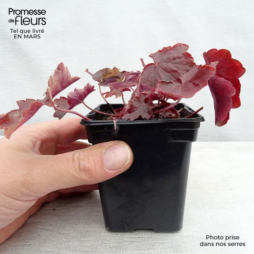 Exemplar von Heuchera micrantha var.diversifolia Palace Purple - Purpurglöckchen Kleine Töpfe von 7/8 cm wie im Frühjahr geliefert