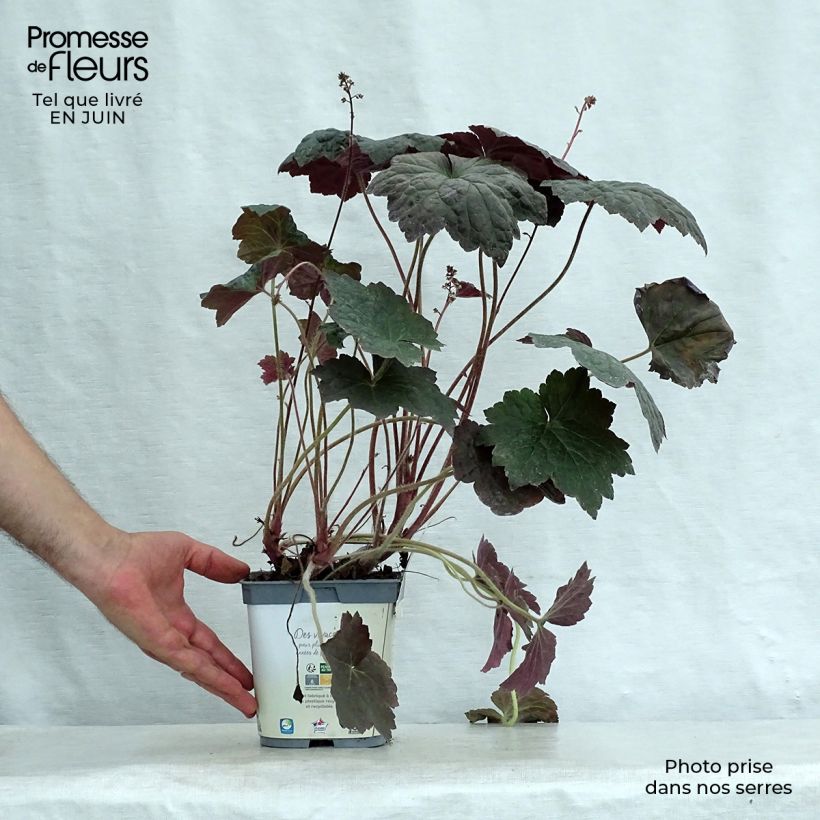 Exemplar von Heuchera micrantha var.diversifolia Palace Purple - Purpurglöckchen Topf mit 2L/3L wie im Sommer geliefert