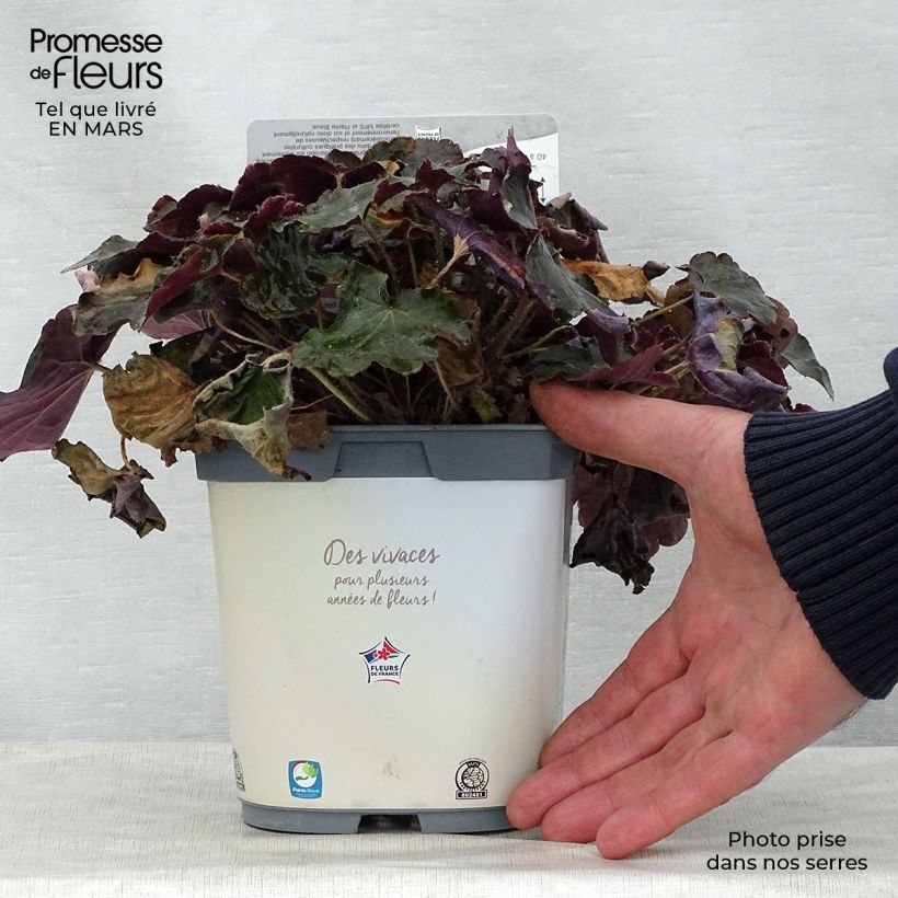 Exemplar von Heuchera micrantha var.diversifolia Palace Purple - Purpurglöckchen Topf mit 2L/3L wie im Frühjahr geliefert