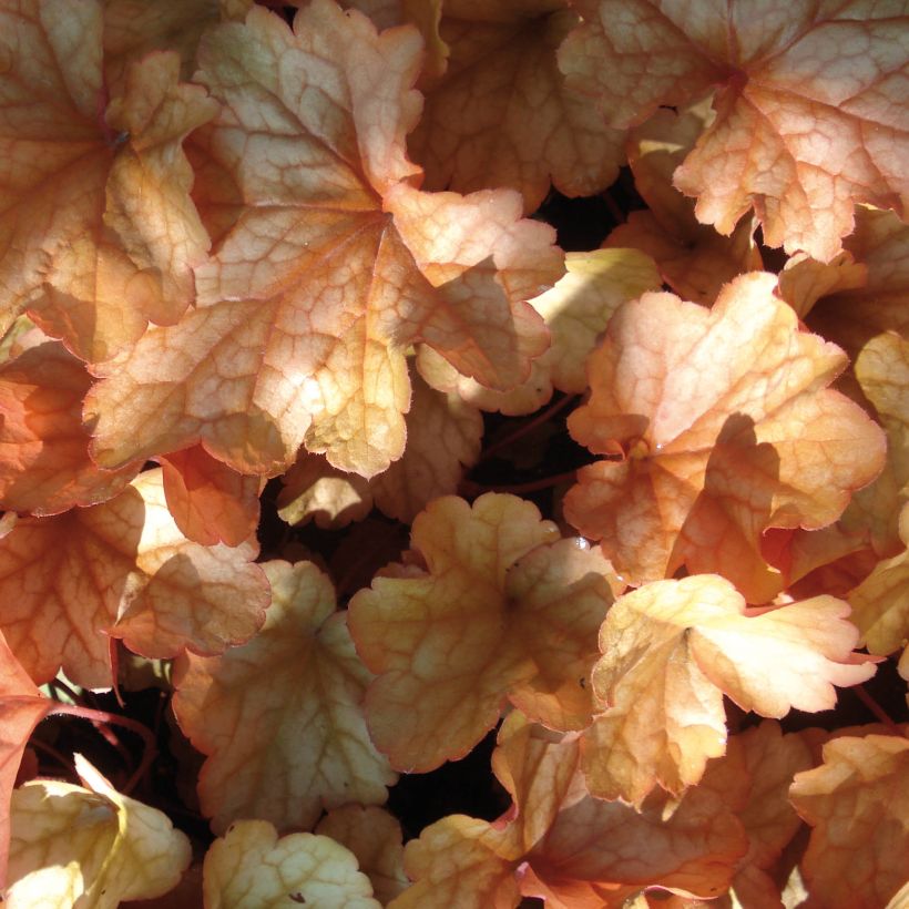Heuchera Paprika - Purpurglöckchen (Foliage)