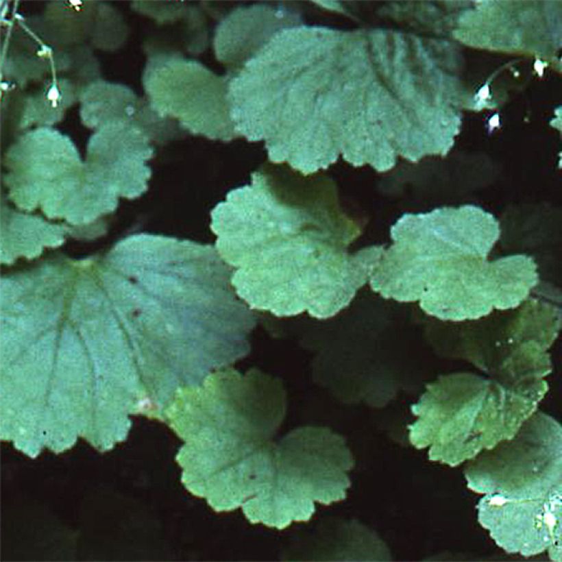 Heuchera parvifolia var. nivalis - Purpurglöckchen (Foliage)