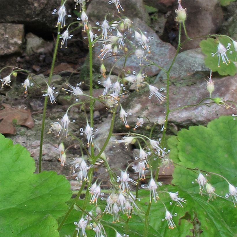 Heuchera parvifolia var. nivalis - Purpurglöckchen (Flowering)