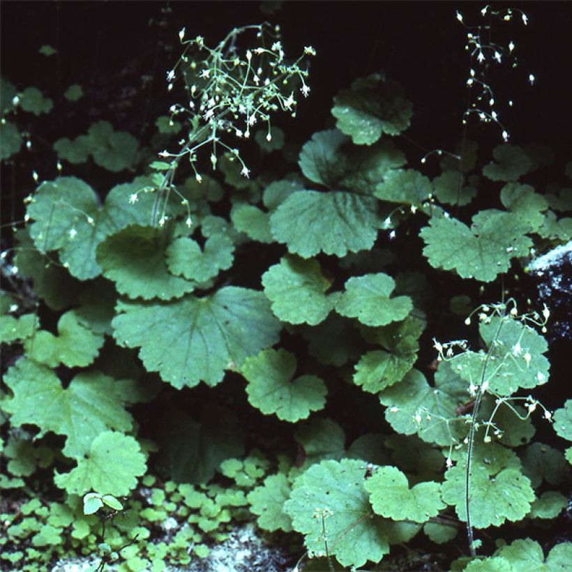Heuchera parvifolia var. nivalis - Purpurglöckchen (Plant habit)