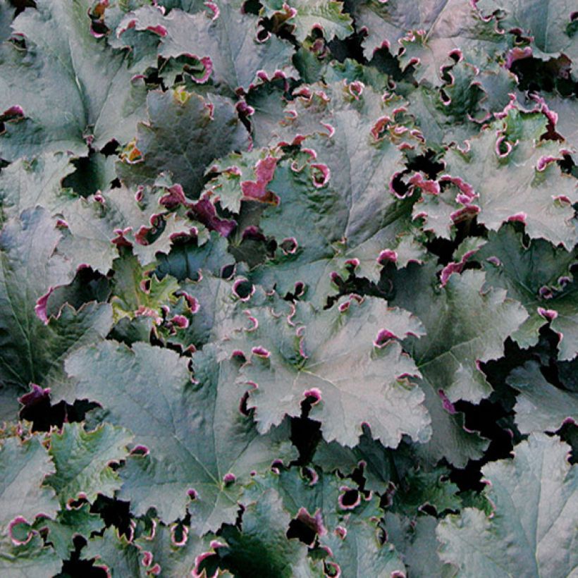 Heuchera Purple Petticoats - Purpurglöckchen (Foliage)