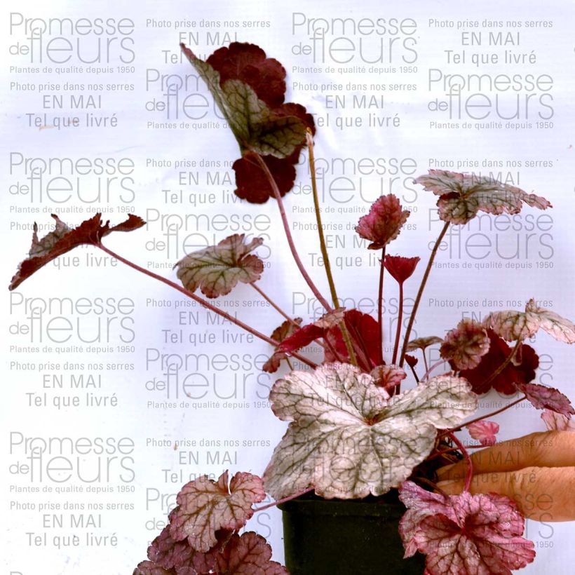 Example of Heuchera Prince of Silver - Purpurglöckchen Kleine Töpfe von 8/9 cm as you get