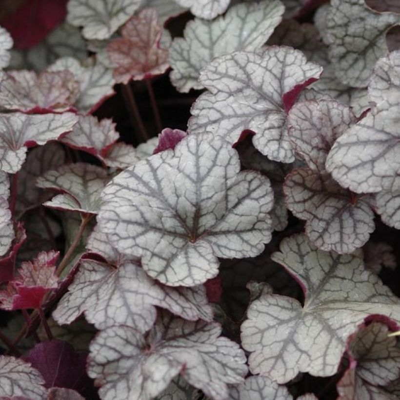 Heuchera Silver Scrolls - Purpurglöckchen (Foliage)