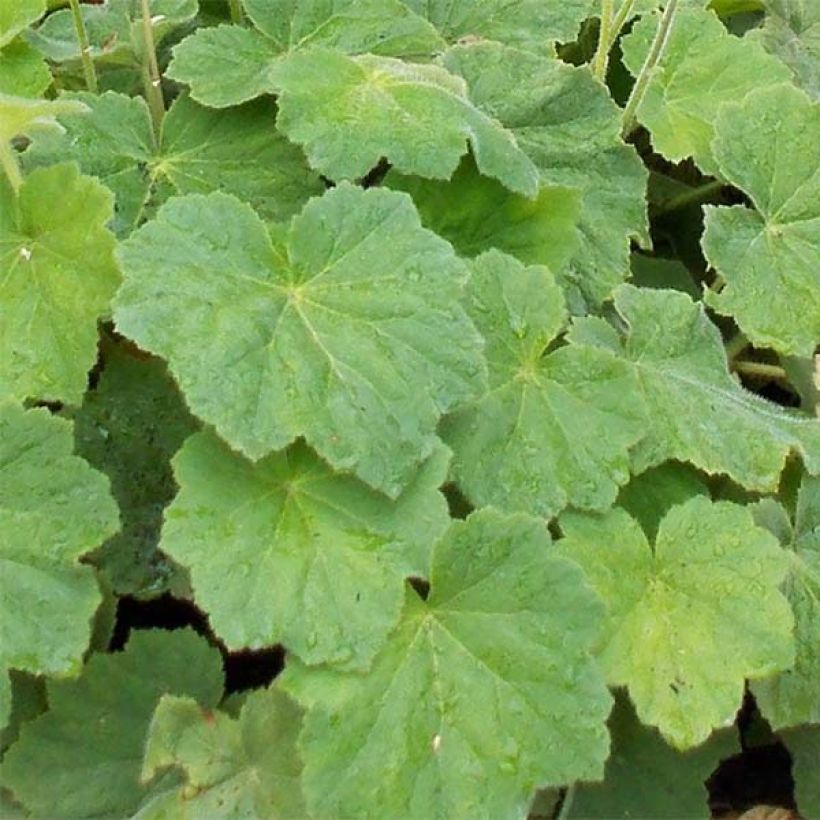 Heuchera villosa var macrorrhiza - Purpurglöckchen (Foliage)