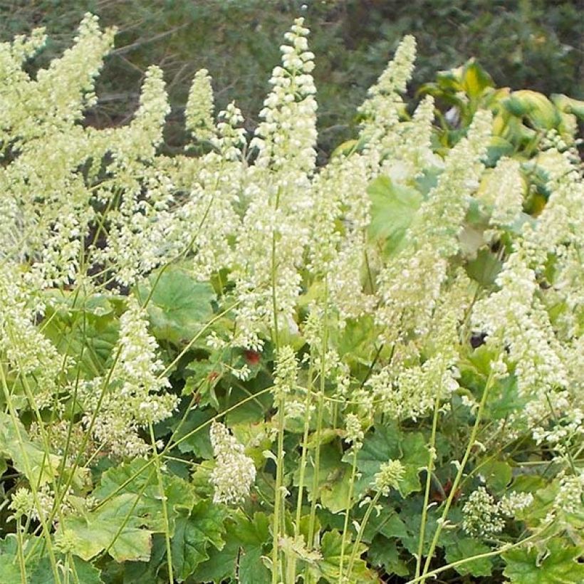 Heuchera villosa var macrorrhiza - Purpurglöckchen (Flowering)