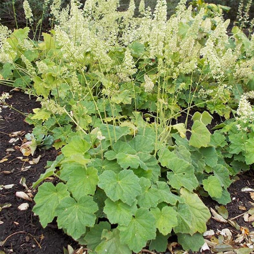 Heuchera villosa var macrorrhiza - Purpurglöckchen (Plant habit)