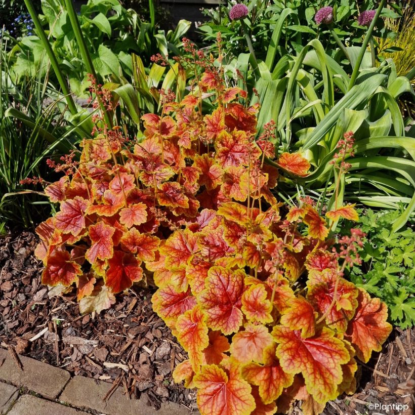 Heuchera Eternal Flame - Purpurglöckchen (Wuchs)