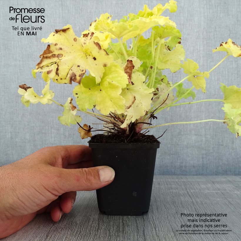 Exemplar von Heuchera Apple Twist - Purpurglöckchen Kleine Töpfe von 8/9 cm wie im Frühjahr geliefert