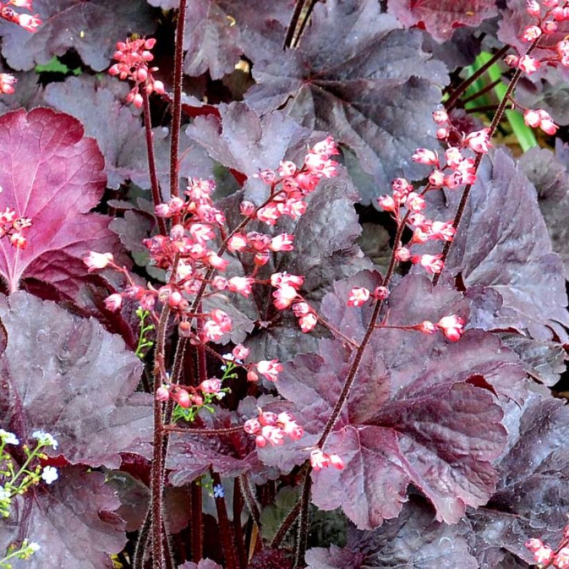 Heuchera Bella Notte - Purpurglöckchen (Flowering)