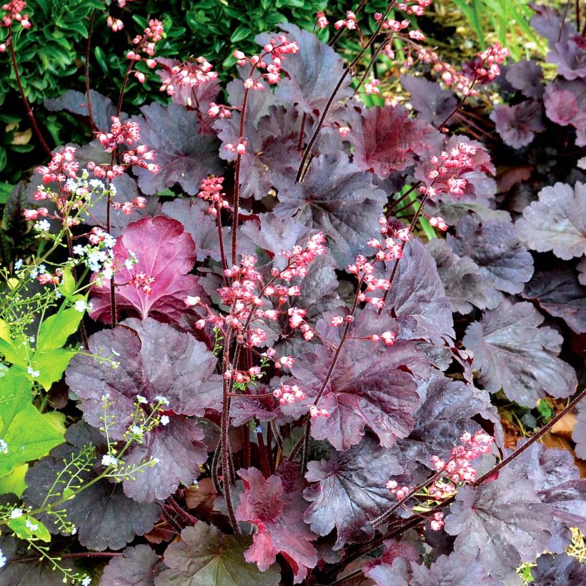 Heuchera Bella Notte - Purpurglöckchen (Plant habit)