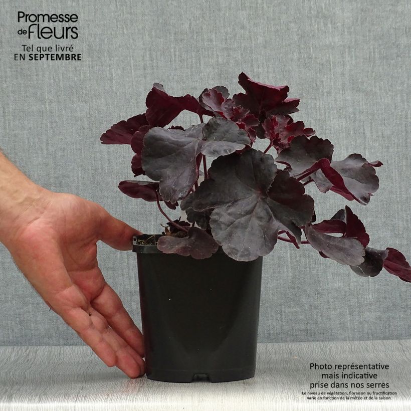 Example of Heuchera Black Forest Cake - Purpurglöckchen Topf mit 1L/1,5L as you get in automne