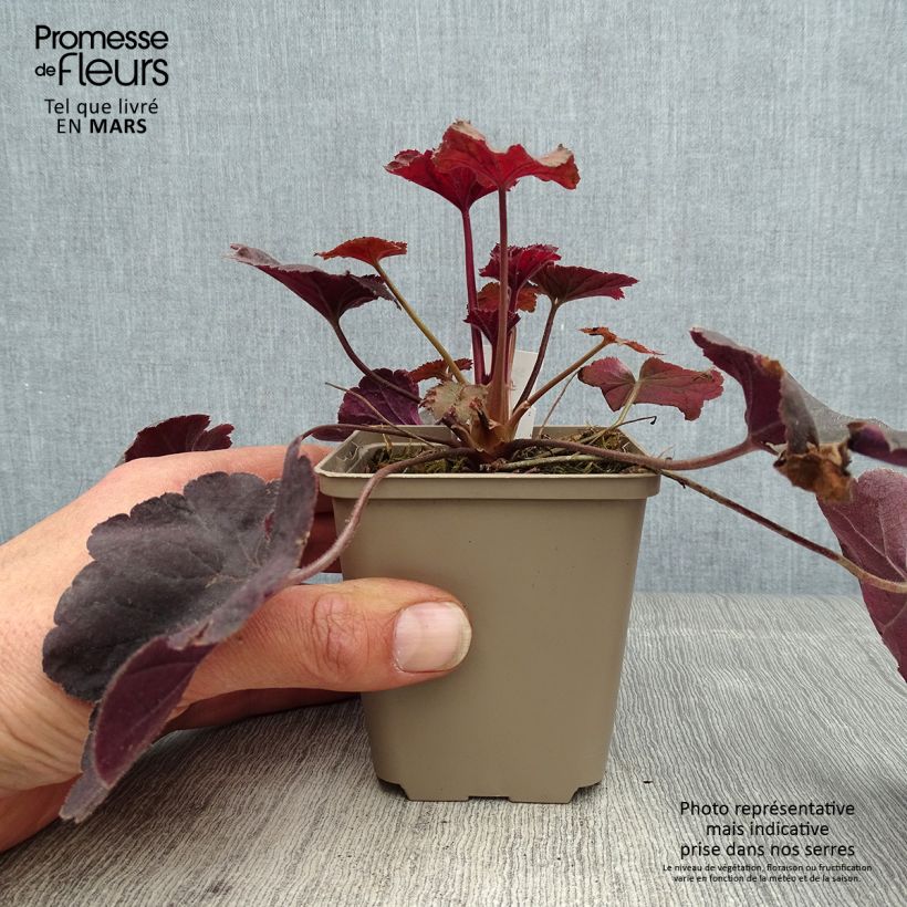 Exemplar von Heuchera Dark Magic - Purpurglöckchen Kleine Töpfe von 8/9 cm wie im Frühjahr geliefert